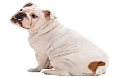 Animals & Pets